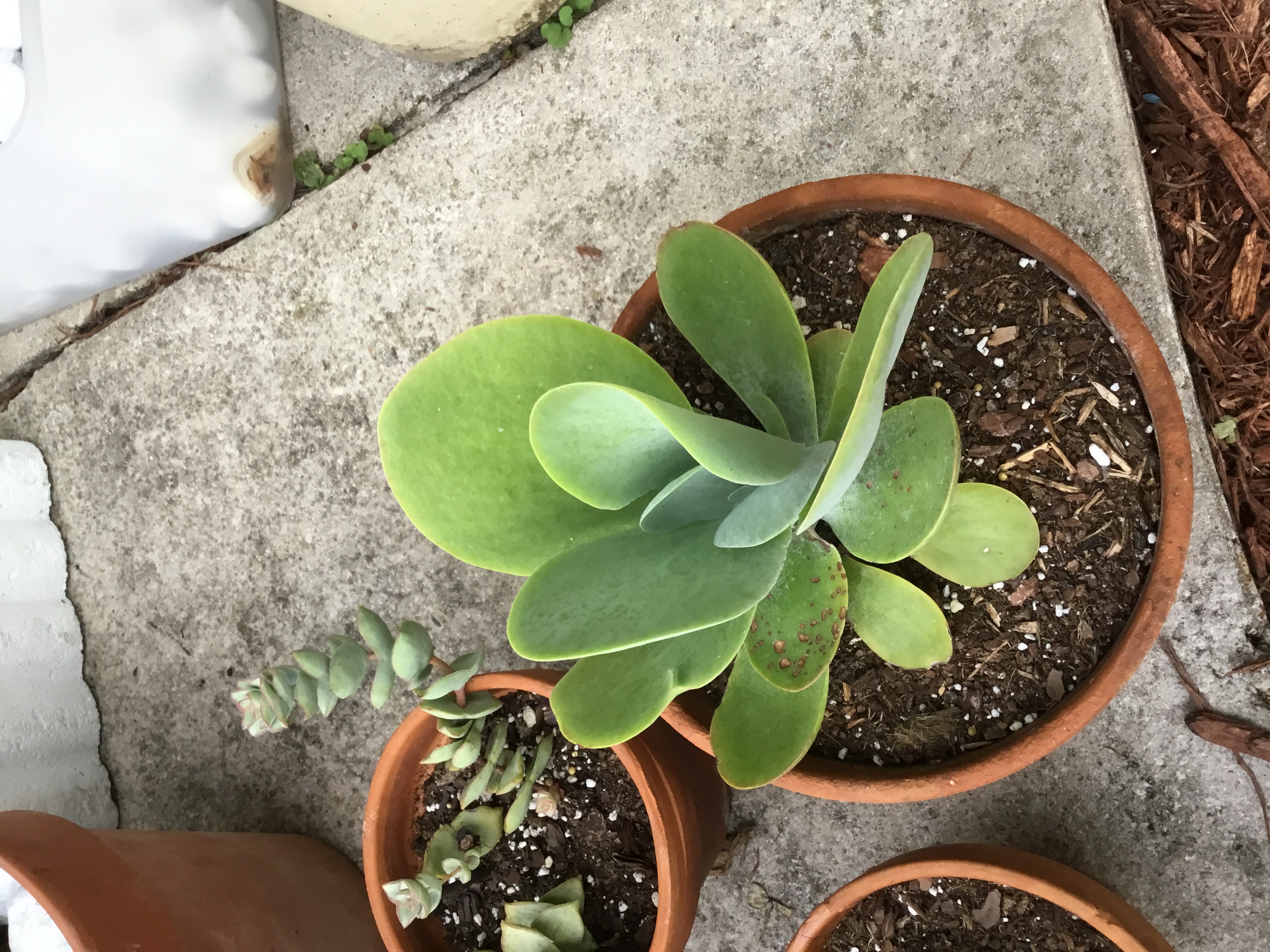 Kalanchoe thyrsiflora (Flapjacks).jpg
